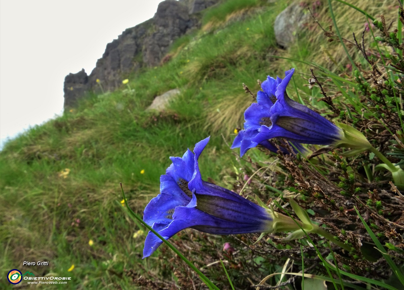 22 Genziane di Koch (Gentiana acaulis).JPG
